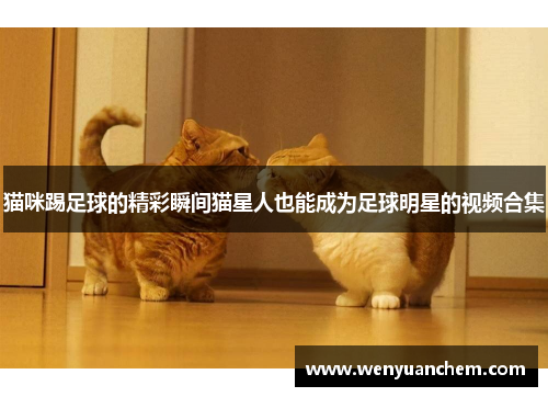 猫咪踢足球的精彩瞬间猫星人也能成为足球明星的视频合集